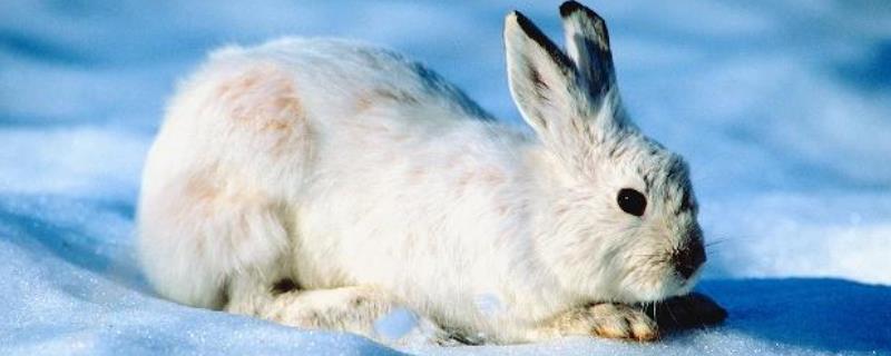 什么是雪兔，是一种野兔、也叫白兔或变色兔