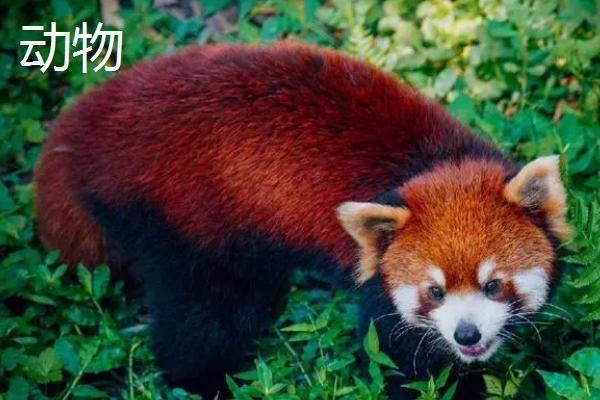 动物与植物有什么区别，植物属于自养型生物、动物属于异养型生物