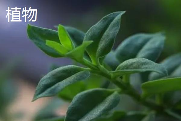 动物与植物有什么区别，植物属于自养型生物、动物属于异养型生物