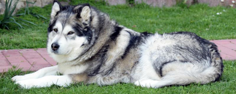 巨型阿拉斯加犬的简介，具有体型大、毛量足、肌肉发达等特点