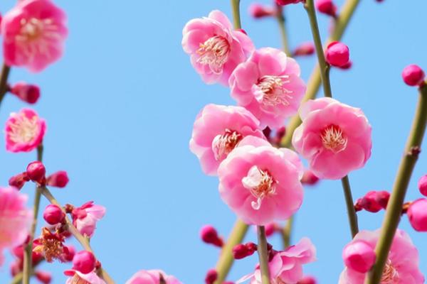 遥知不是雪、为有暗香来是描写哪种植物，诗中描写的是梅花