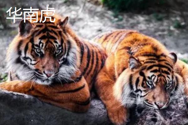 老虎的简介，喜欢单独活动、无固定巢穴