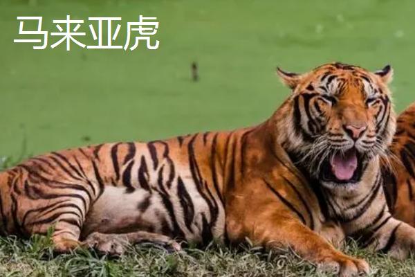 老虎的简介，喜欢单独活动、无固定巢穴