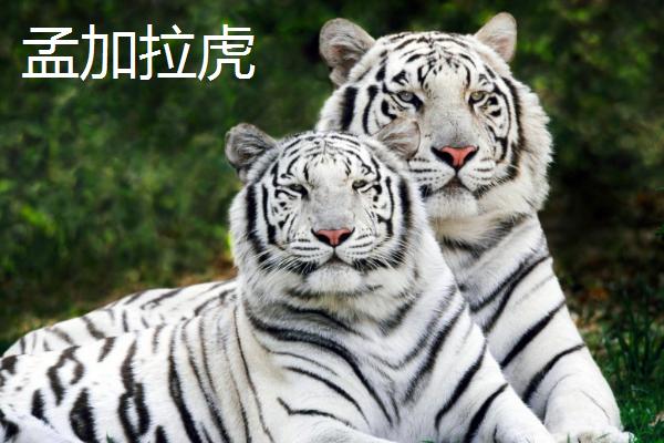 老虎的简介，喜欢单独活动、无固定巢穴