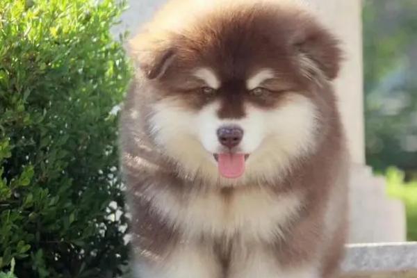 巨型阿拉斯加犬的简介，具有体型大、毛量足、肌肉发达等特点