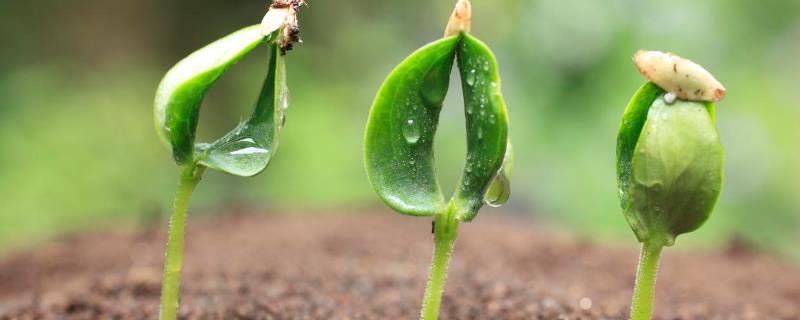 种子植物的定义，具有维管组织、可产生能够繁殖的种子