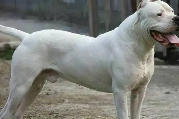 哪十种猛犬在我国禁养，土佐犬、藏獒、杜高犬、比特犬等品种在我国禁养