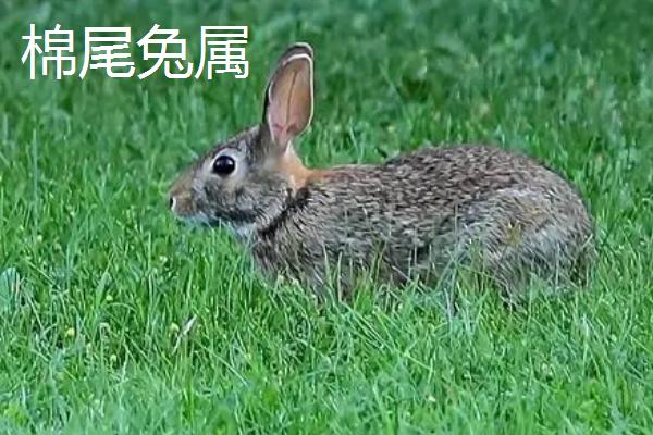 兔子可分为几个属，可分为兔属、棉尾兔属、岩兔属、穴兔属等11个种类