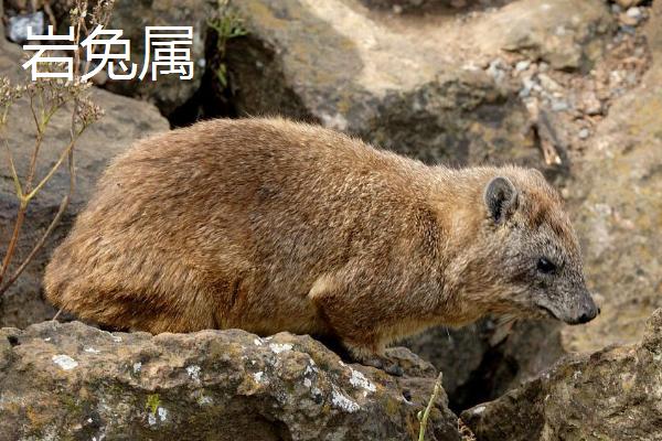 兔子可分为几个属，可分为兔属、棉尾兔属、岩兔属、穴兔属等11个种类