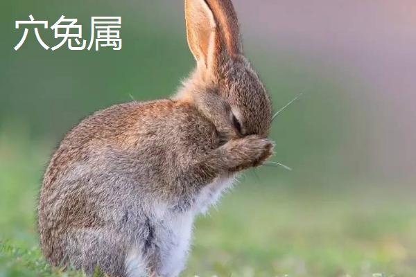 兔子可分为几个属，可分为兔属、棉尾兔属、岩兔属、穴兔属等11个种类