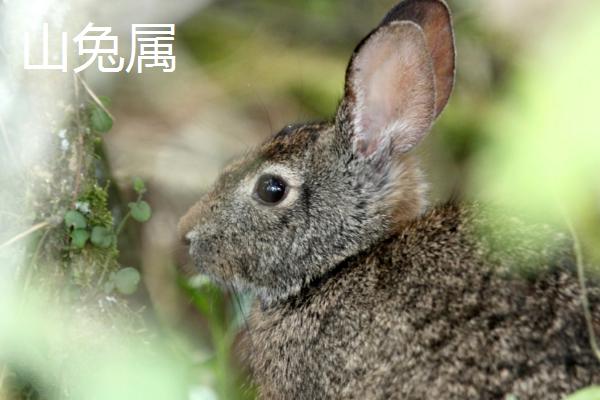 兔子可分为几个属，可分为兔属、棉尾兔属、岩兔属、穴兔属等11个种类