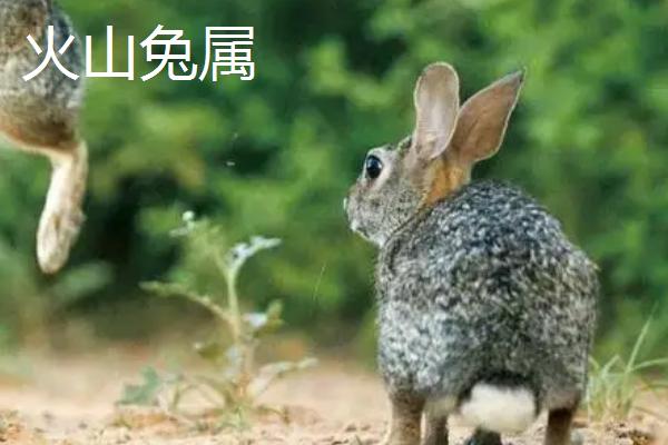 兔子可分为几个属，可分为兔属、棉尾兔属、岩兔属、穴兔属等11个种类