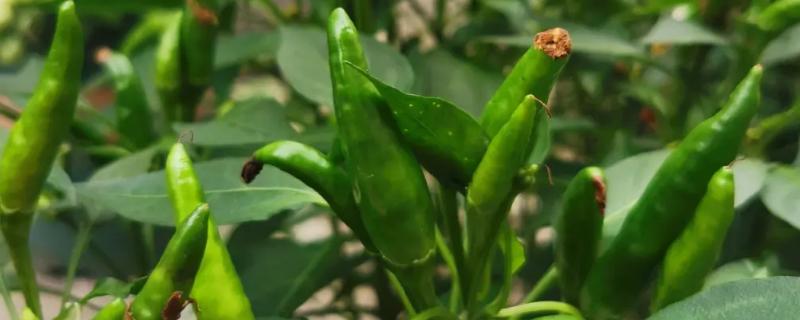 什么是指天椒，也叫朝天椒、属于辣椒的变种