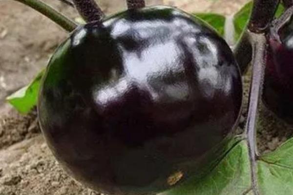 茄子的别称是什么，紫茄、矮瓜、落苏、白茄均是它的别名