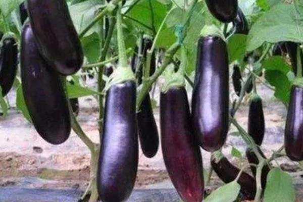 茄子的别称是什么，紫茄、矮瓜、落苏、白茄均是它的别名
