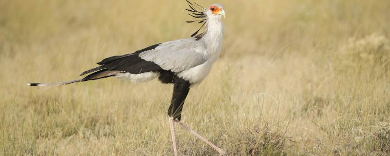 什么是蛇鹫，也叫秘书鸟、属于大型陆栖猛禽