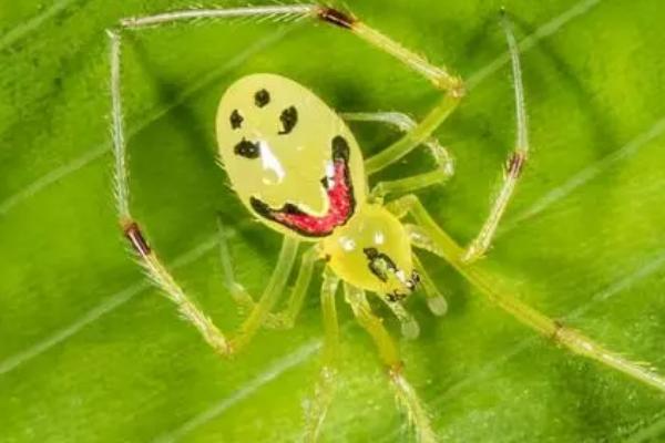 人面蜘蛛简介，因背上的花纹酷似人脸而得名