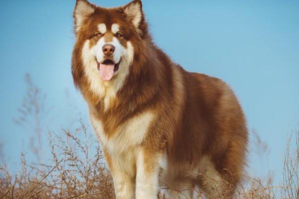 阿拉斯加犬简介，原产于北美洲阿拉斯加