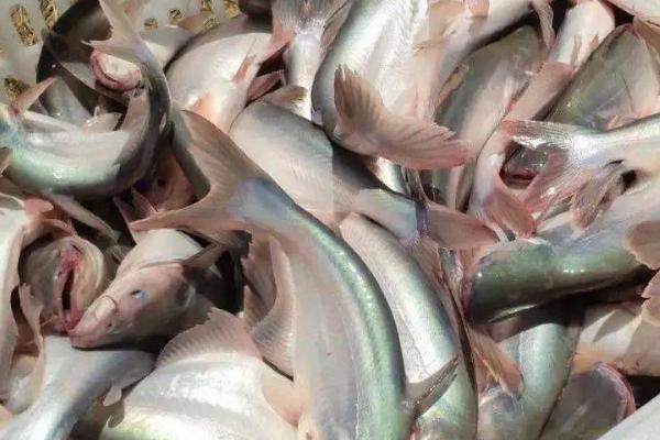 巴沙鱼简介，是东南亚重要的淡水养殖鱼种