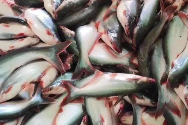巴沙鱼简介，是东南亚重要的淡水养殖鱼种