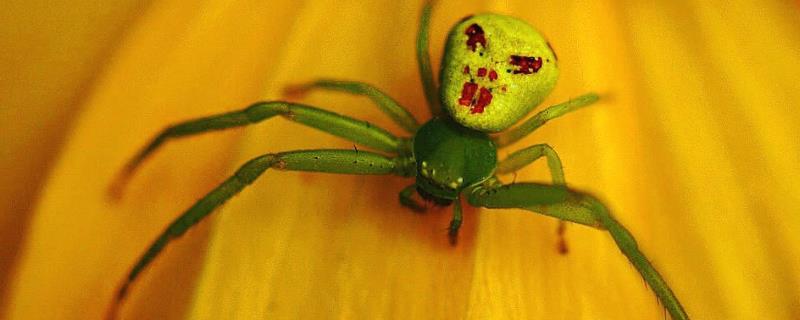 人面蜘蛛简介，因背上的花纹酷似人脸而得名