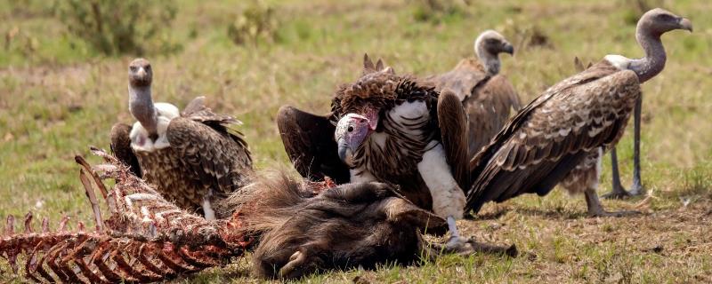 秃鹫头为什么是秃的，是长期适应自然的结果
