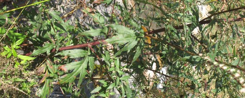 魁蒿的简介，是多年生草本植物