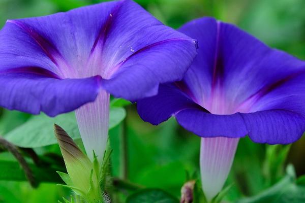 牵牛花简介，我国除西北和东北外各地均有分布