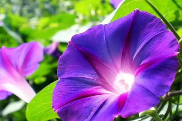 牵牛花简介，我国除西北和东北外各地均有分布