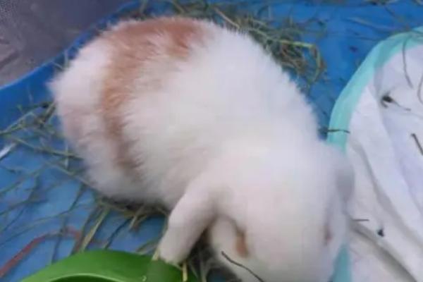 垂耳兔简介，因耳朵下垂而得名