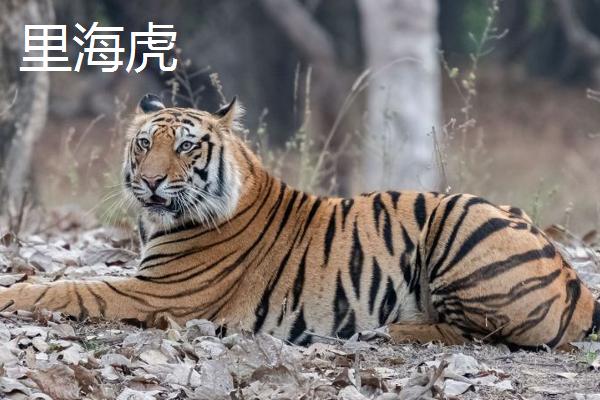 已经灭绝的四种老虎是哪四种，是指巴厘虎、爪哇虎、里海虎和华南虎