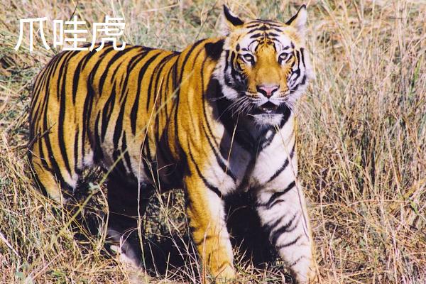 已经灭绝的四种老虎是哪四种，是指巴厘虎、爪哇虎、里海虎和华南虎