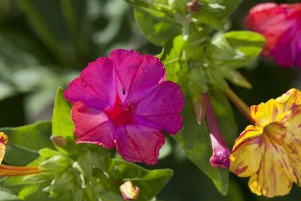 被子植物的的一生，从萌芽到死亡要经历6个阶段