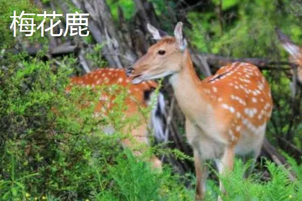 梅花鹿简介，因身上有非常多白斑似梅花而得名