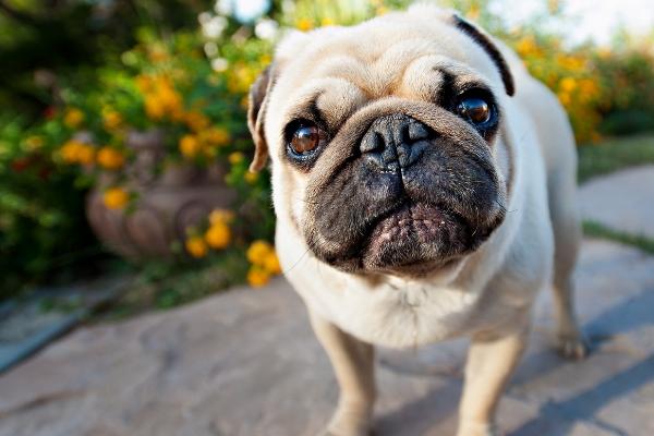 巴哥犬简介，性情非常温顺且感情丰富