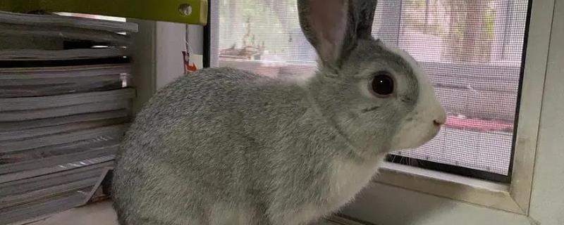 侏儒兔简介，是北美洲最小的兔子