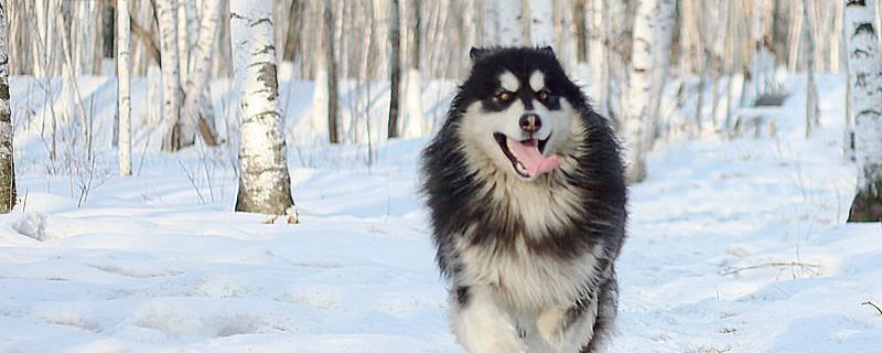 阿拉斯加雪橇犬简介，是最古老的雪橇犬之一