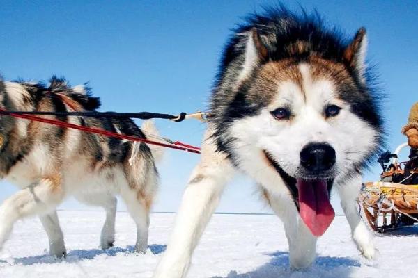 阿拉斯加雪橇犬简介，是最古老的雪橇犬之一