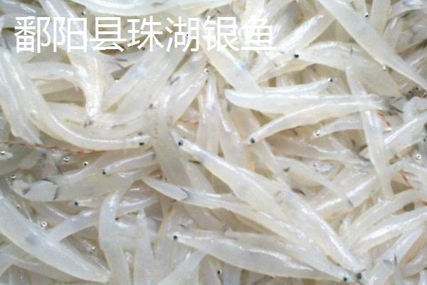 什么是白饭鱼，属于鲑形目、银鱼科鱼类的统称