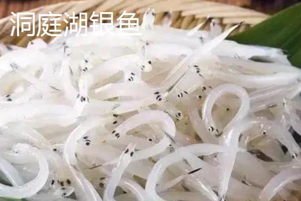 什么是白饭鱼，属于鲑形目、银鱼科鱼类的统称