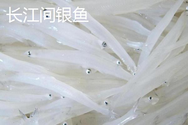 什么是白饭鱼，属于鲑形目、银鱼科鱼类的统称